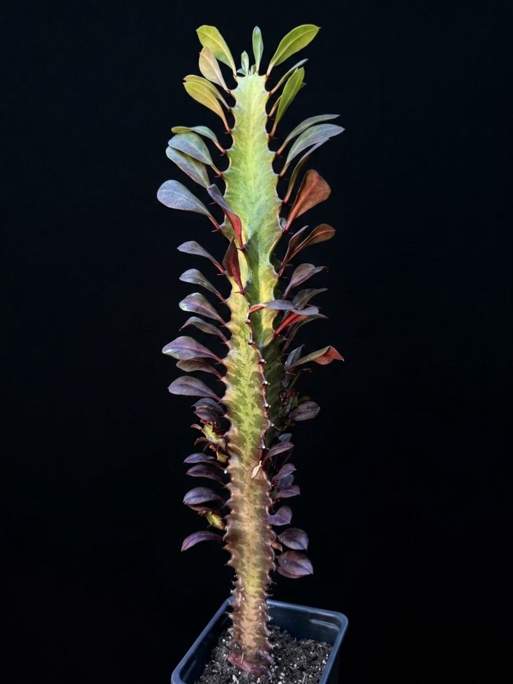 African Milk Tree Euphorbia Trigona Rubra Succulent 14-16 in